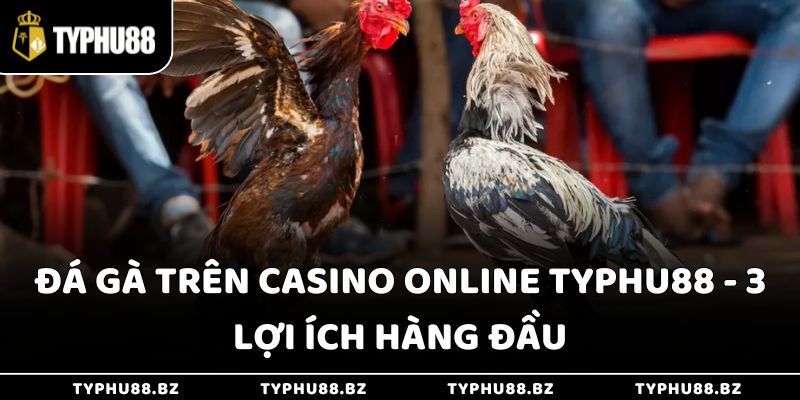 Đá Gà Trên Casino Online Typhu88 - 3 Lợi Ích Hàng Đầu 3 Đá Gà Trên Casino Online Typhu88 - 3 Lợi Ích Hàng Đầu